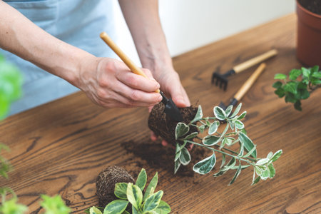 Cropped view of young woman in blue apron transplanting flowers. Gardener holding in hands small plant and shovel, standing near wooden tableの写真素材