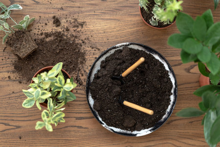 Top view of small green plants in pots and set gardening tools with soil on wooden texture table