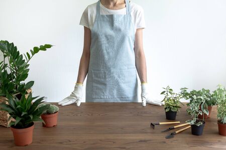 Cropped view of woman in blue apron standing behind wooden table with  copy space on background and zamiokulkas, cactus, dracaena in brown potsの写真素材