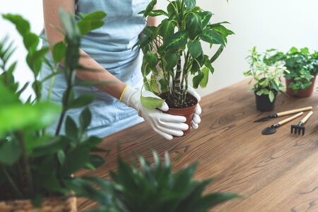 Cropped view of young woman in blue apron transplanting flowers. Gardener holding brown pot with dieffenbachia in handsの写真素材