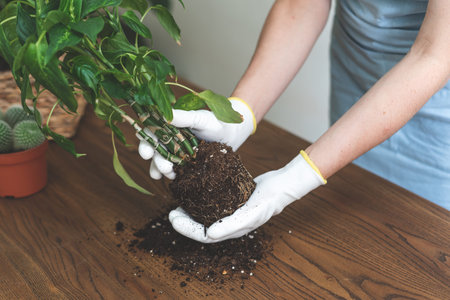 Cropped view of young woman in blue apron transplanting flowers. Gardener holding root system of...
