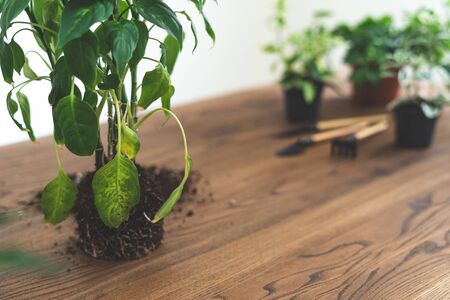 Green dieffenbachia with roots system in soil standing on wooden textured table with copy spaceの写真素材