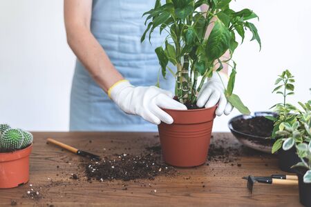 Cropped view of young woman in blue apron transplanting dieffenbachia flower in new brown pot on wooden tableの写真素材