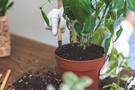 Cropped view of young woman in blue apron using rake and transplanting dieffenbachia flower in new brown potの写真素材