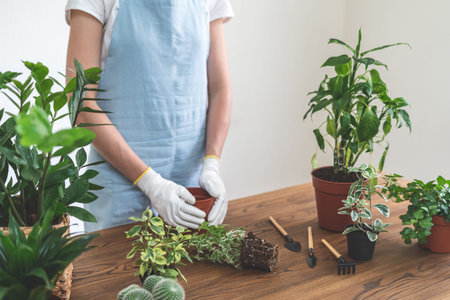 Cropped view of young woman in blue apron transplanting flowers. Gardener holding brown pot hands,...
