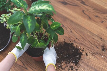 High angle view of young gardener woman replant plant in new brown pot over wooden table with copy spaceの写真素材