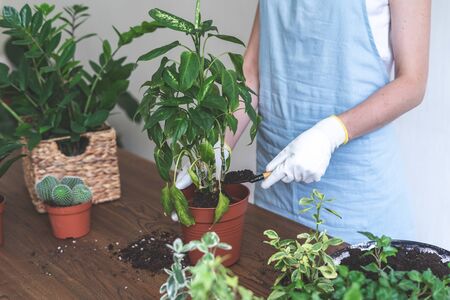 Cropped view of young gardener woman in blue apron replant plant standing behind wooden table at homeの写真素材