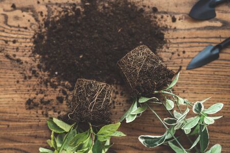 Close up view of roots system of geen plants lying on wooden table near soil groundの写真素材