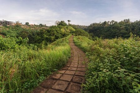 Stone footpath in green and fresh colorful meadows on the hillside valley. Landscape view of Campuhan Ridge Walk, Ubud, Bali, Indonesiaの写真素材