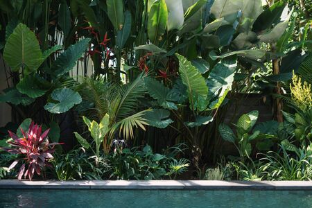 Swimming pool against fresh, green natural background with tropical exotic foliage and copy spaceの写真素材
