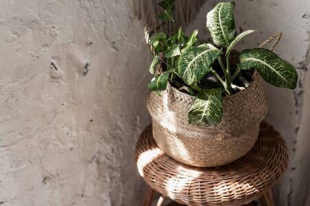 Green leafy houseplant in flower pot basket against white copy space wall, standing on chair in bright room with retro style interiorの写真素材