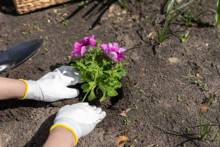 Cropped shot of woman in white gloves gently planting purple petunia flower into ground while working in garden in summertime. Gardening and floriculture conceptの写真素材