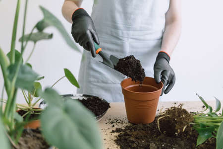 Girl in white apron and black gloves with shovel pours peat into ceramic pot that stands on table among scattered soil and other plants. Home gardening and relocating house flowersの写真素材