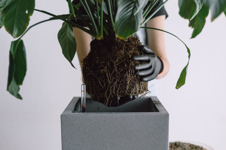 Cropped shot of woman holding plant by roots with pot-shaped form for transplanting Spathiphyllum...