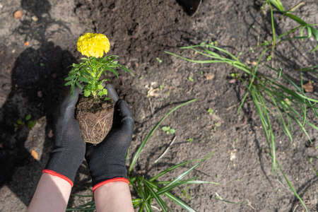 Cropped shot of woman gardener in gloves holding marigold tagete seedling in hands, preparing to plant it in ground outdoors, taking care about flowers in garden. Floriculture and gardening conceptの写真素材