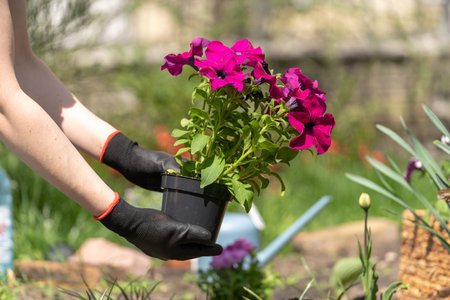 Cropped shot of gardener in black gloves holding pot with magenta Petunia flowers while working in...