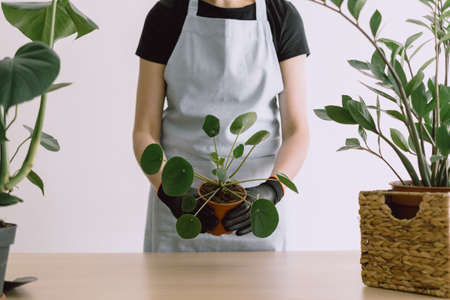 Cropped shot of woman holding ceramic pot of Pilea Peperomioides flower by two hands surrounded by other flower pots with green leaves. Gardening at homeの写真素材