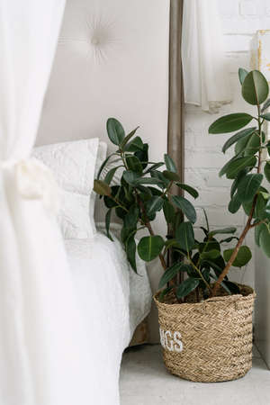 Closeup at bedroom natural decoration, nobody at home. Comfortable white room in minimalistic minimalistic style. Modern apartment interior with green houseplant in wicker basket.の写真素材