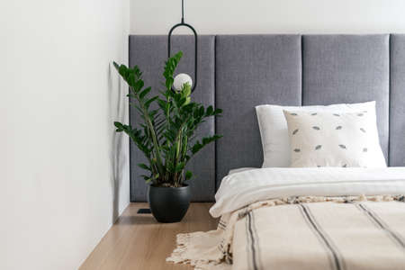 Home bedroom closeup, plant flower pot near bed. Room natural decoration at house interior, nobody at modern apartment. Bedding blanket decor at minimalistic furniture design.の写真素材