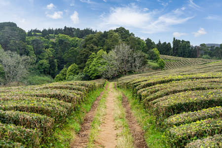 Green tea bushes on farmland in China. Country road on plantation. Industrial cultivation and harvest of natural and organic herbs for traditional drinks in Asiaの写真素材