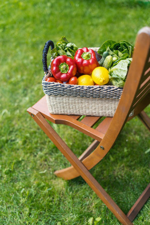 concept of local market with homegrown organic food. vegetables and fruits harvest, natural pepper, fresh lettuce, ripe tomato, lemon in wicker basket on wood garden chair in backyardの写真素材