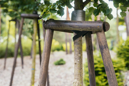 Support, care and environmental protection concepts. Close up view of alley of young trees planted...