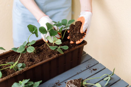 Woman hold organic mineral compost mixed with fertile soil, putting in to flower pot with...