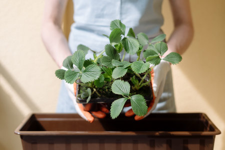 Selective focus on strawberry seedlings in woman hands. Female holding plants with green leaves, preparing them for transplanting in flower pot. Concept of garden on the balconyの写真素材