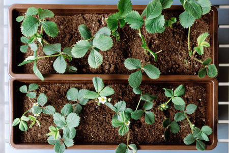 Top view with green small strawberry seedlings grows in soil full of mineral fertilizer nutrients. Concept of home garden, seasonal horticulture and ecological farmingの写真素材