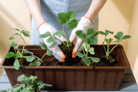 Close up view of woman in garden gloves put strawberries seedling in container with soil with compost and mineral fertilizers. Growth plants on balcony, seasonal agriculture, organic farming conceptの写真素材