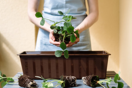 Organic farming, balcony garden, horticultural concepts. Woman in apron and gloves holding sprouts of strawberries in hands over flower pot. Process of seasonal planting of berries at homeの写真素材