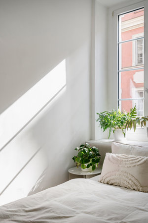 Close up of comfort bed with fresh linen bedding, pillows, side table and pot with green plant next to window in cozy hotel room. Bright interior in apartment with white wallの写真素材