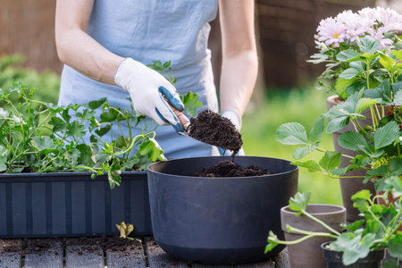 Woman gardener transplanted each flowers using a shovel with mineral-enriched soil, promoting...