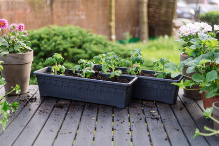 Tomato seedlings planted in mineral-enriched soil. Box and containers with garden plants ready to be transferred the balcony or in greenhouse. Copy space on wooden tableの写真素材
