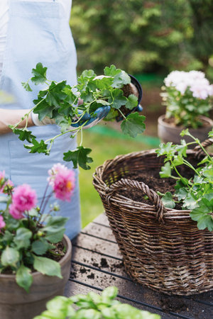 Woman growing plants outside under the sun. Vertical shot of passionate gardener transplanted a...