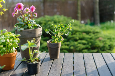 Wooden table with beautiful composition of plants, flowers and strawberry seedlings planting in different pots. Home garden concepts, copy spaceの写真素材