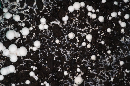 Growing white organic champignons on special soil at home. Small edible mushrooms sprout creating a...