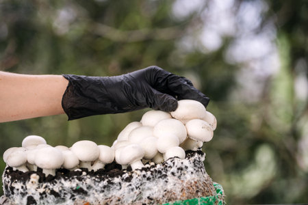 A person wearing a black glove picking white champignon mushrooms from a green substrate on farm. The lush outdoors provides a perfect backdrop for this harvesting activity.の写真素材
