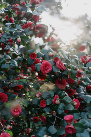 In a lush backyard garden, red roses bloom amidst rich green leaves, showcasing nature beauty. Spring brings beautiful flowers and sunlight in to outdoors environmentの写真素材