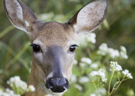Whitetail deer doe in a field of flowers.の写真素材