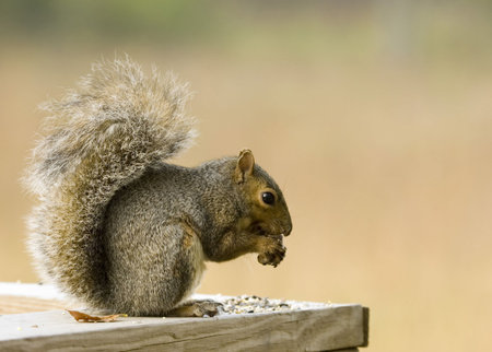 squirrel eating bird seed