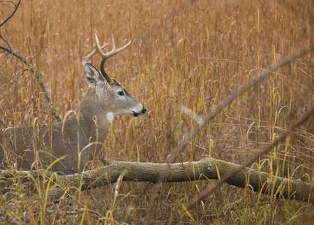 Whitetail deer buck in a field.の写真素材