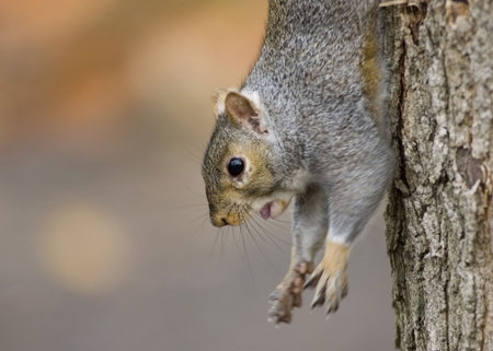 Squirrel hanging on a tree truck.