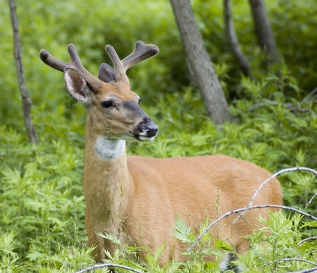 Whitetail deer buck in a field.