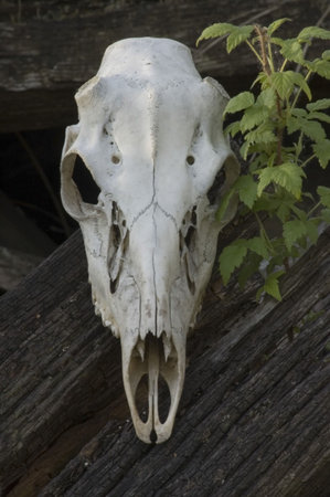 Whitetail deer buck skull.の写真素材