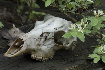 Whitetail deer buck skull.の写真素材