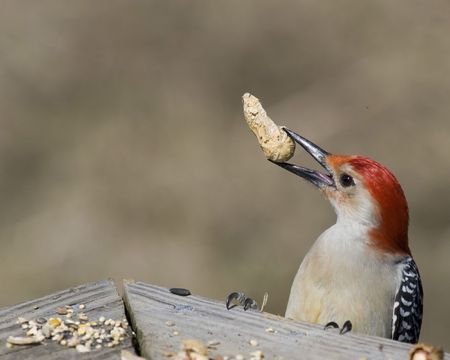 Red-bellied woodpecker with a peanut perched on a wooden railing.の写真素材