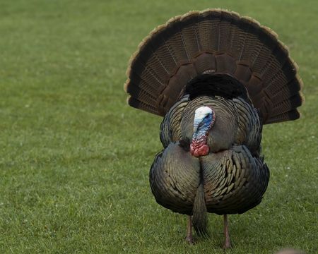 Wild male turkey strutting in the spring.の写真素材