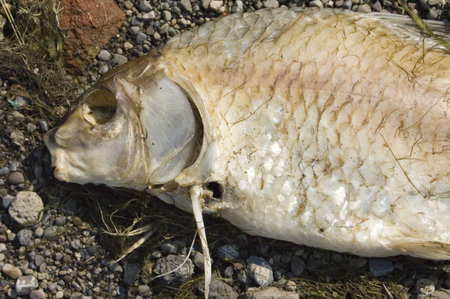 Fish along a beach decaying in the summer.