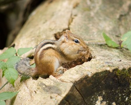 A chipmunk on a log eating a nut.の写真素材